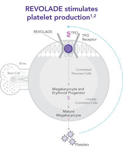 REVOLADE stimulates platelet production