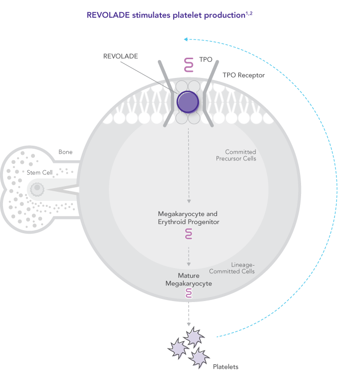 REVOLADE stimulates platelet production